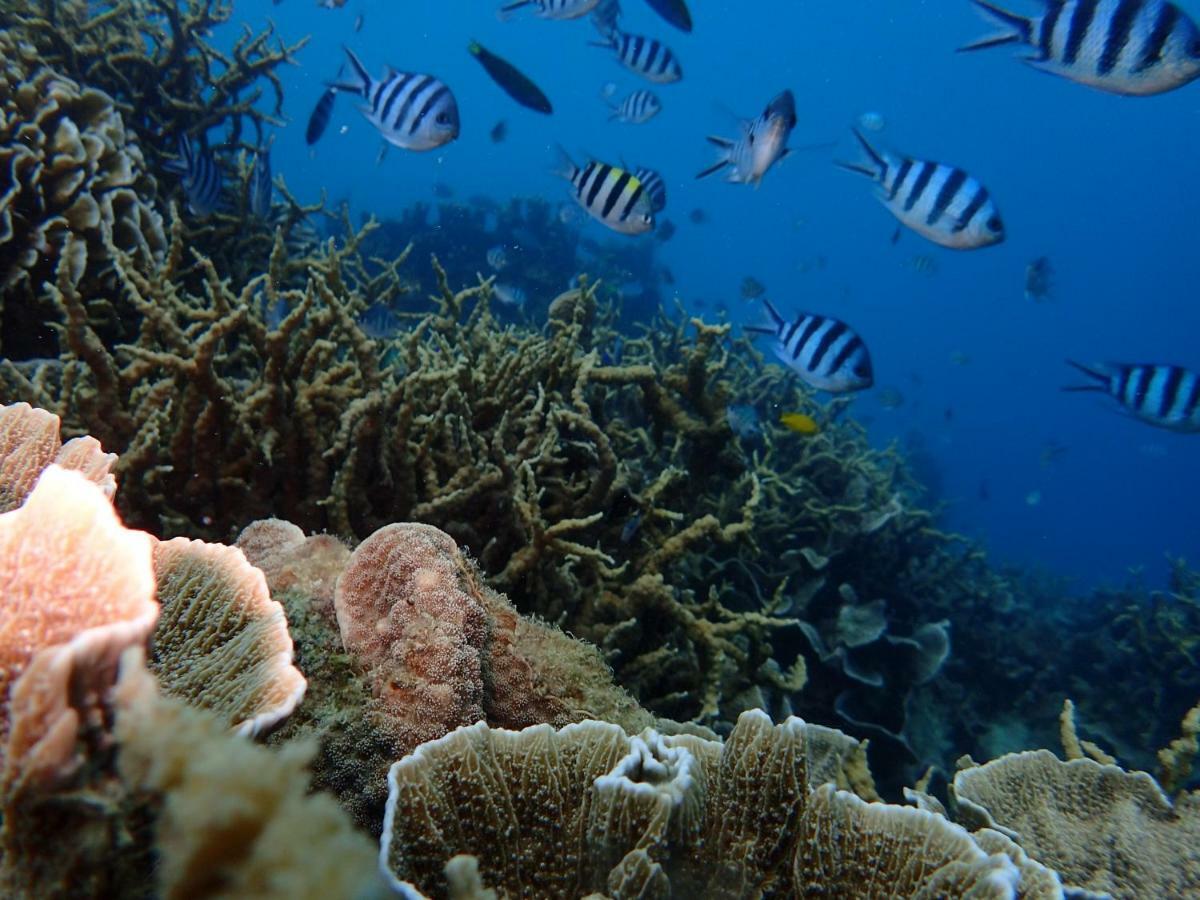 Blue Coral Homestay Karimunjawa Εξωτερικό φωτογραφία