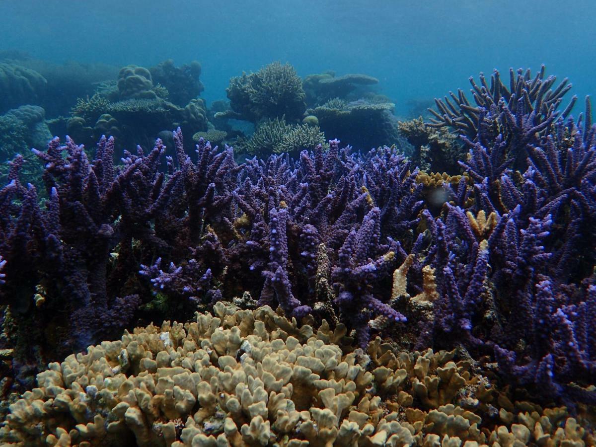Blue Coral Homestay Karimunjawa Εξωτερικό φωτογραφία